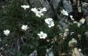 Wandern Piemonte - Linum suffruticosum
